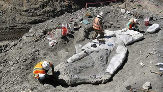 Descubren el fósil de una ballena de 4 millones de años en la cima de una montaña